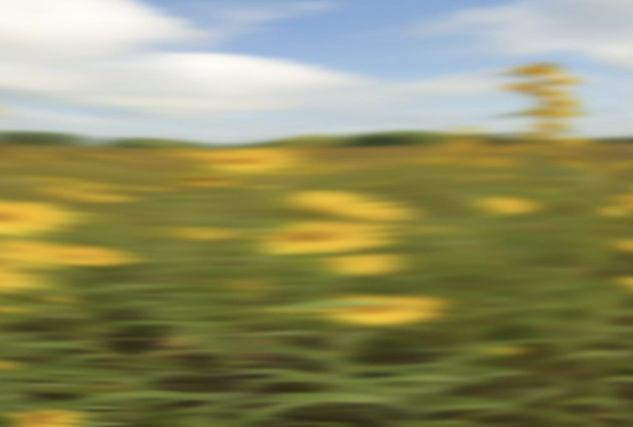 maximilian sunflower at full speed