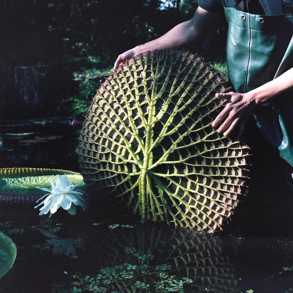 Artist, researcher, and botanist Chriss Cass and his giant water lilies.  Shot on medium format CineStill 400Dynamic and Kodak Portra 160 in São Paulo, Brazil. May 2025.