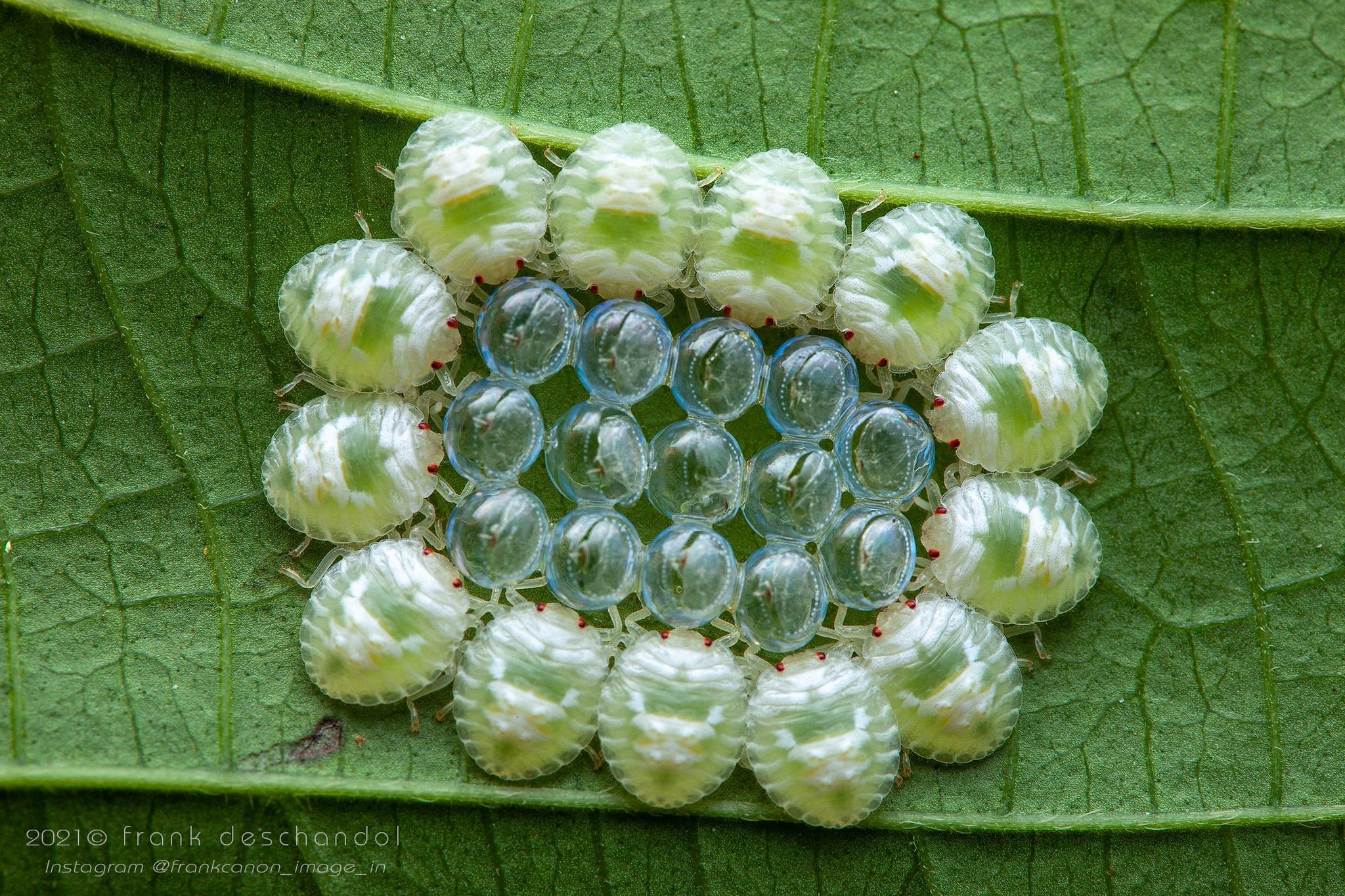 Newly-hatched true bug nymphs, Pentatomidae sp.