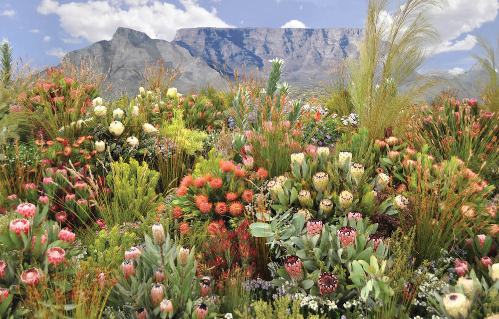 fynbos biome