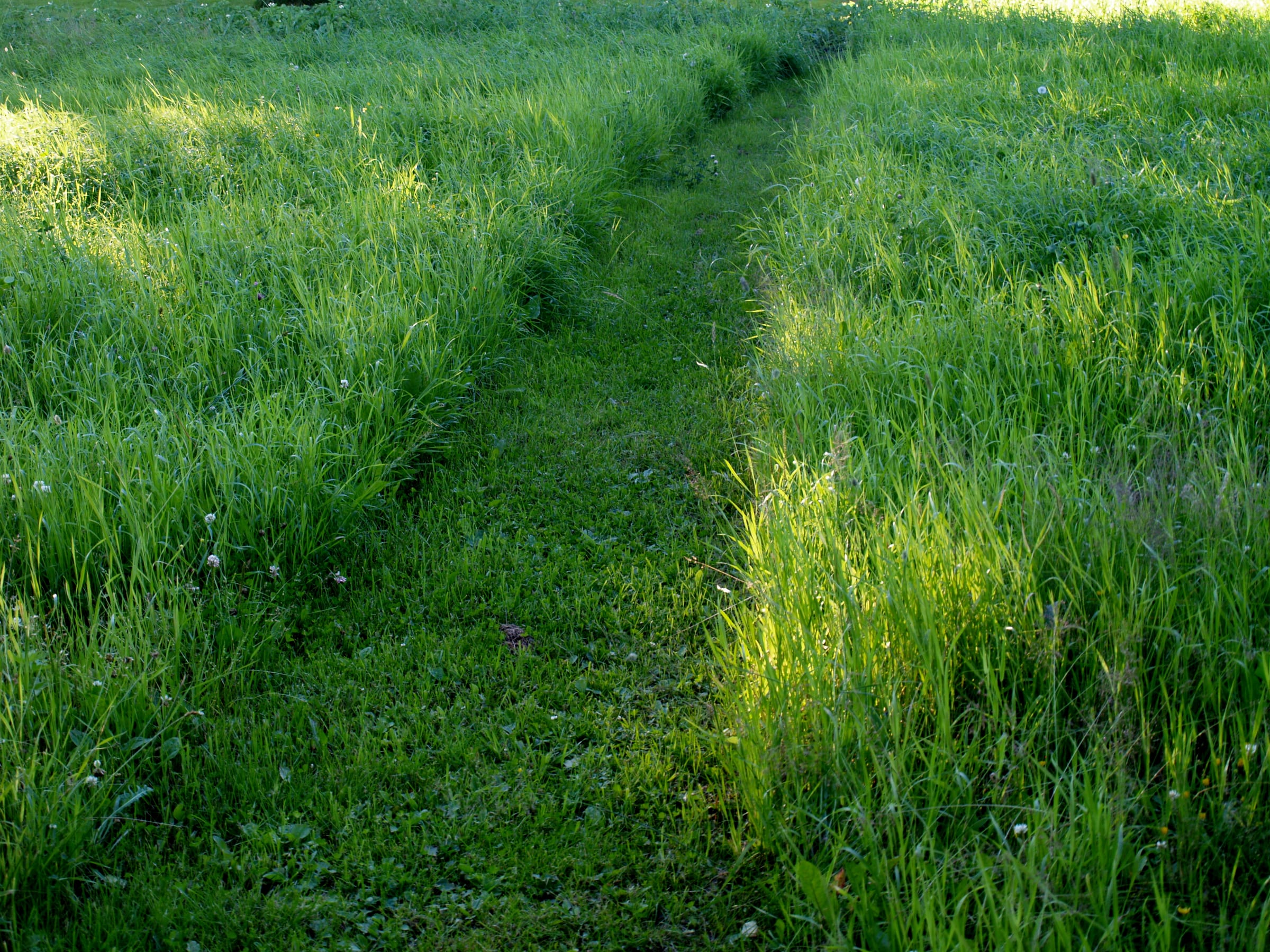 Grass path