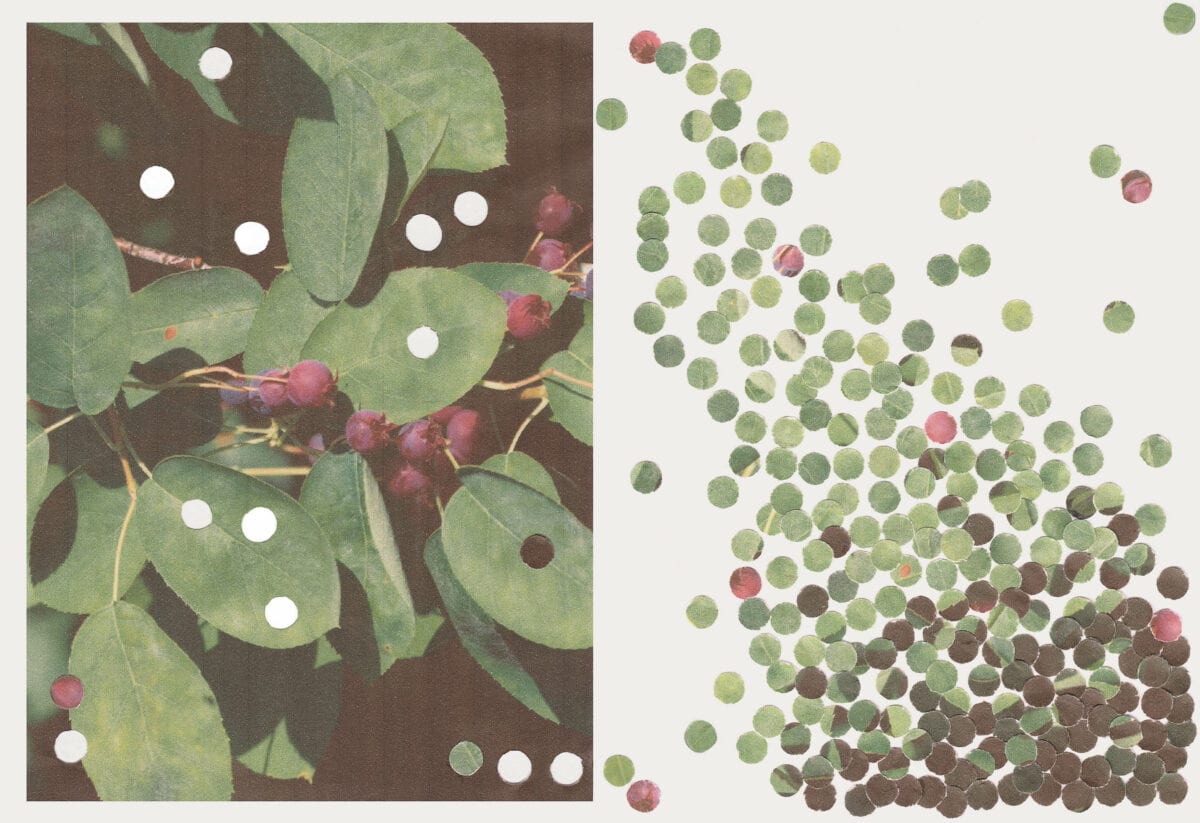 berry-abundance-final-wr-1200x823.jpg